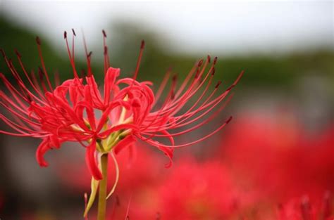 彼岸花 開花|彼岸花の開花時期はいつ頃？見頃の季節や日本でも有。